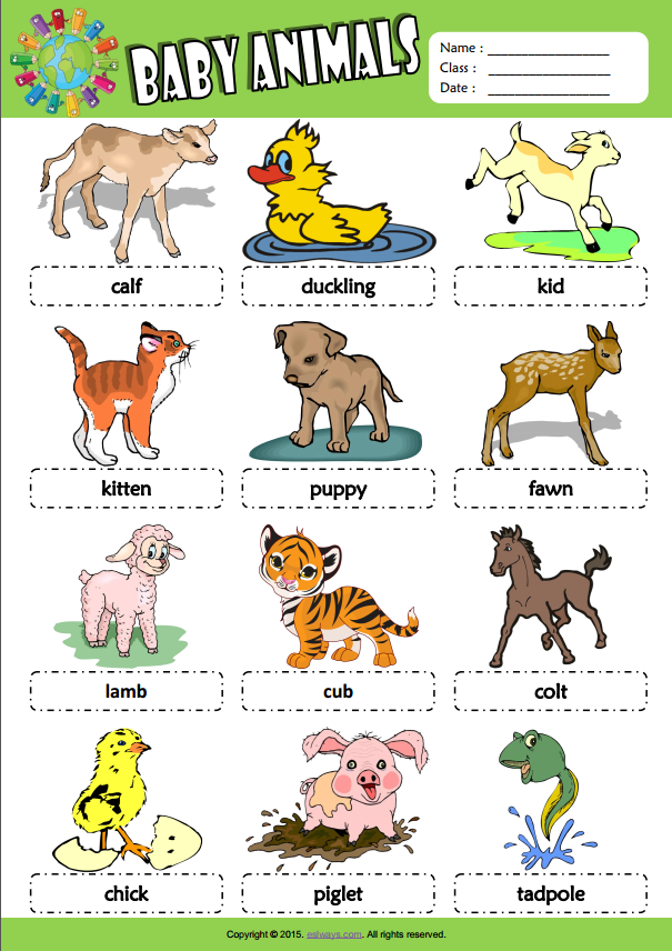 Baby Animals ESL Picture Dictionary For Kids  