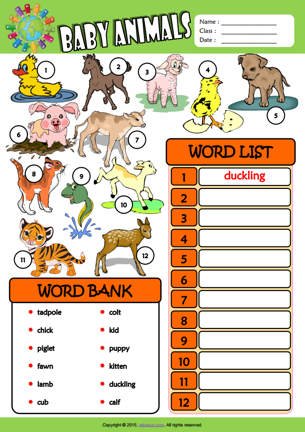 Baby Animals ESL Vocabulary Find And Write The Words Worksheet 