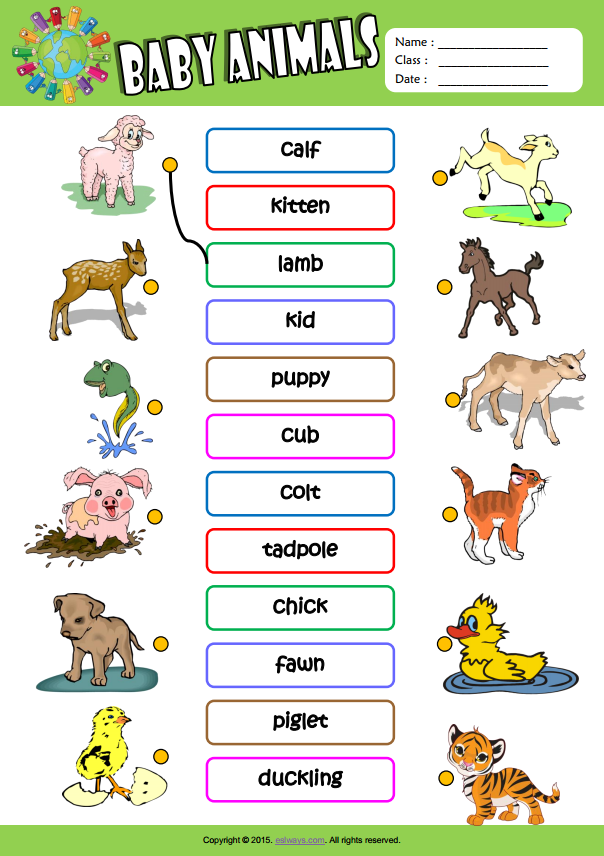 Baby Animals ESL Vocabulary Matching Exercise Worksheet For Kids |  