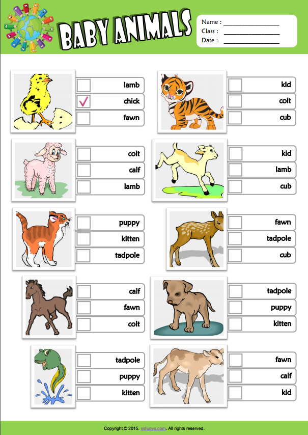 Baby Animals Esl Vocabulary Multiple Choice Worksheet For Kids