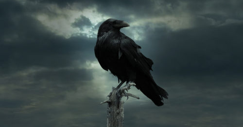  Truyện cổ Grimm The raven